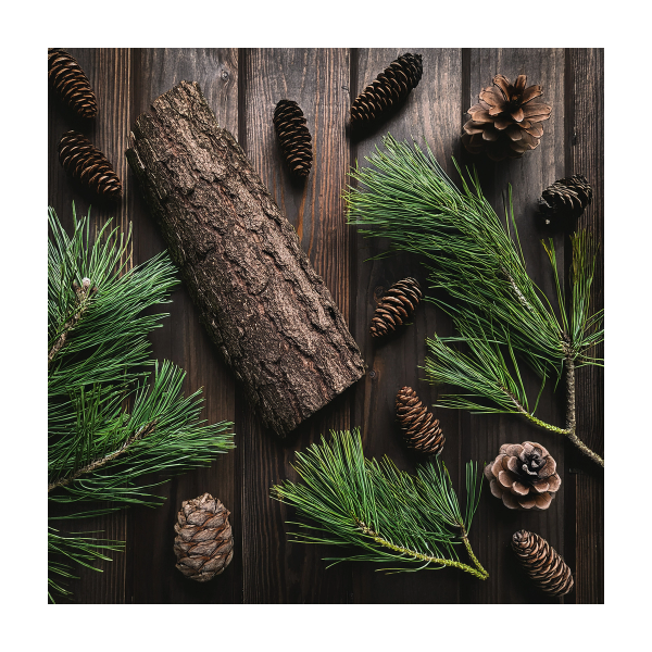 Woodsy & Earthy Collection